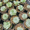 [PACK of 10 PLANTS] x Echeveria Silver Queen Variegated