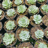[PACK of 10 PLANTS] x Echeveria Silver Queen Variegated