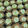[PACK of 10 PLANTS] x Echeveria Silver Queen Variegated