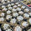 [PACK of 10 PLANTS] x Echeveria 'Cubic Frost'