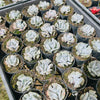 [PACK of 10 PLANTS] x Echeveria 'Cubic Frost'