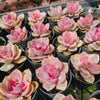 [PACK of 10 PLANTS] x Echeveria Rainbow West