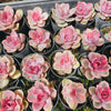 [PACK of 10 PLANTS] x Echeveria Rainbow West