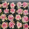 [PACK of 10 PLANTS] x Echeveria Rainbow West
