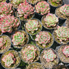 [PACK of 10 PLANTS] x Echeveria agavoides Floriana