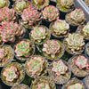 [PACK of 10 PLANTS] x Echeveria agavoides Floriana