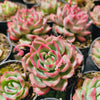 [PACK of 10 PLANTS] x Echeveria agavoides Floriana