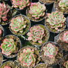 [PACK of 10 PLANTS] x Echeveria agavoides Floriana