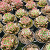[PACK of 10 PLANTS] x Echeveria agavoides Floriana
