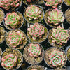 [PACK of 10 PLANTS] x Echeveria agavoides Floriana