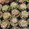 [PACK of 10 PLANTS] x Echeveria agavoides Floriana