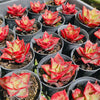 [PACK of 10 PLANTS] x Echeveria 'Salsa Verde'