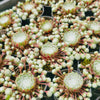 [PACK of 10 PLANTS] x Sempervivum arachnoideum 'Red Cobweb'