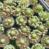 [PACK of 10 PLANTS] x Sempervivum arachnoideum 'Red Cobweb'