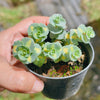 [PACK of 10 PLANTS] x Sedum sieboldii 'Mediovariegatum' (2heads)