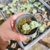 [PACK of 10 PLANTS] x Sedum sieboldii 'Mediovariegatum' (2heads)