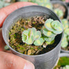 [PACK of 10 PLANTS] x Sedum sieboldii 'Mediovariegatum' (2heads)