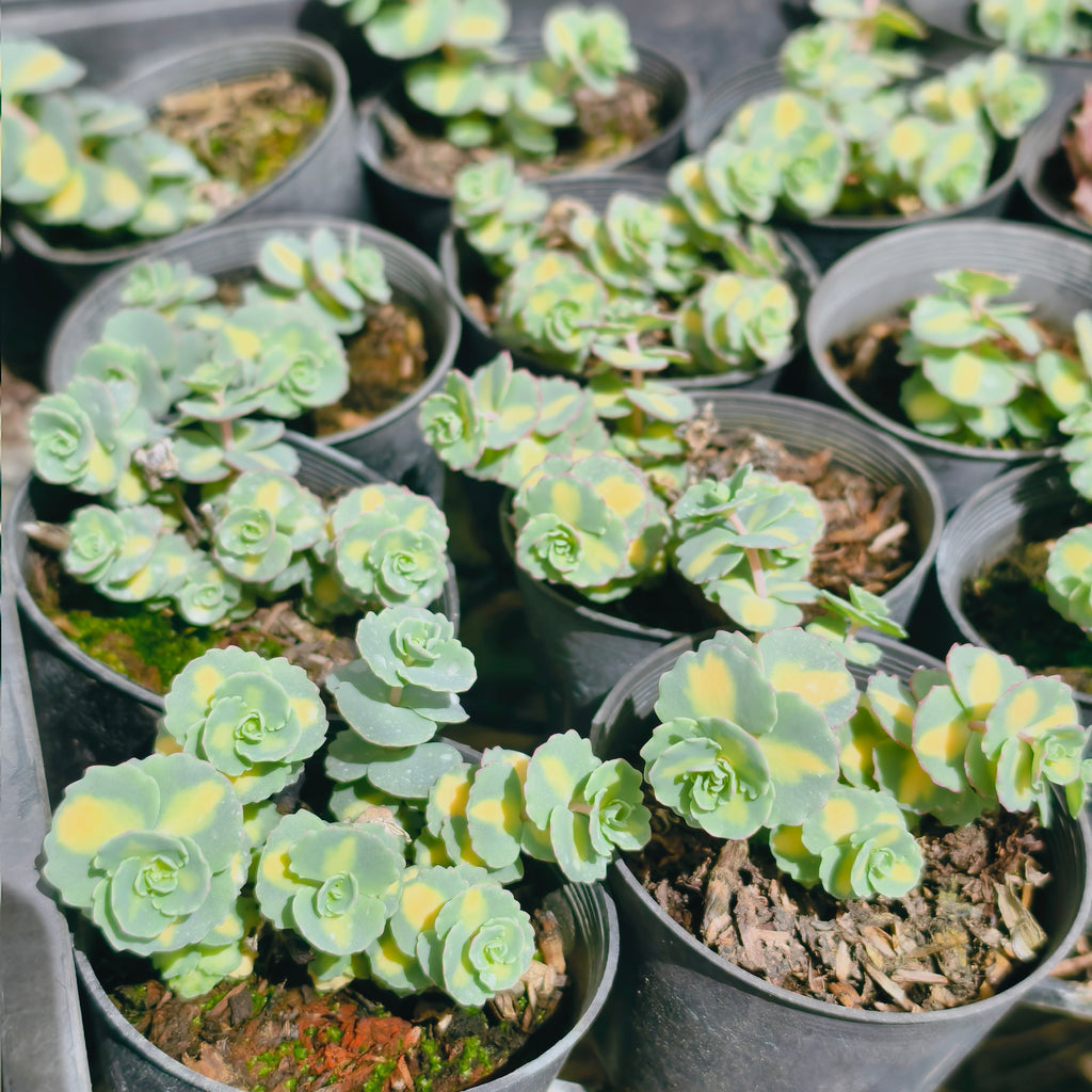 [PACK of 10 PLANTS] x Sedum sieboldii 'Mediovariegatum' (2heads)