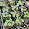 [PACK of 10 PLANTS] x Sedum sieboldii 'Mediovariegatum' (2heads)
