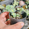 [PACK of 10 PLANTS] x Sedum sieboldii 'Mediovariegatum' (2heads)