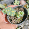 [PACK of 10 PLANTS] x Sedum sieboldii 'Mediovariegatum' (2heads)