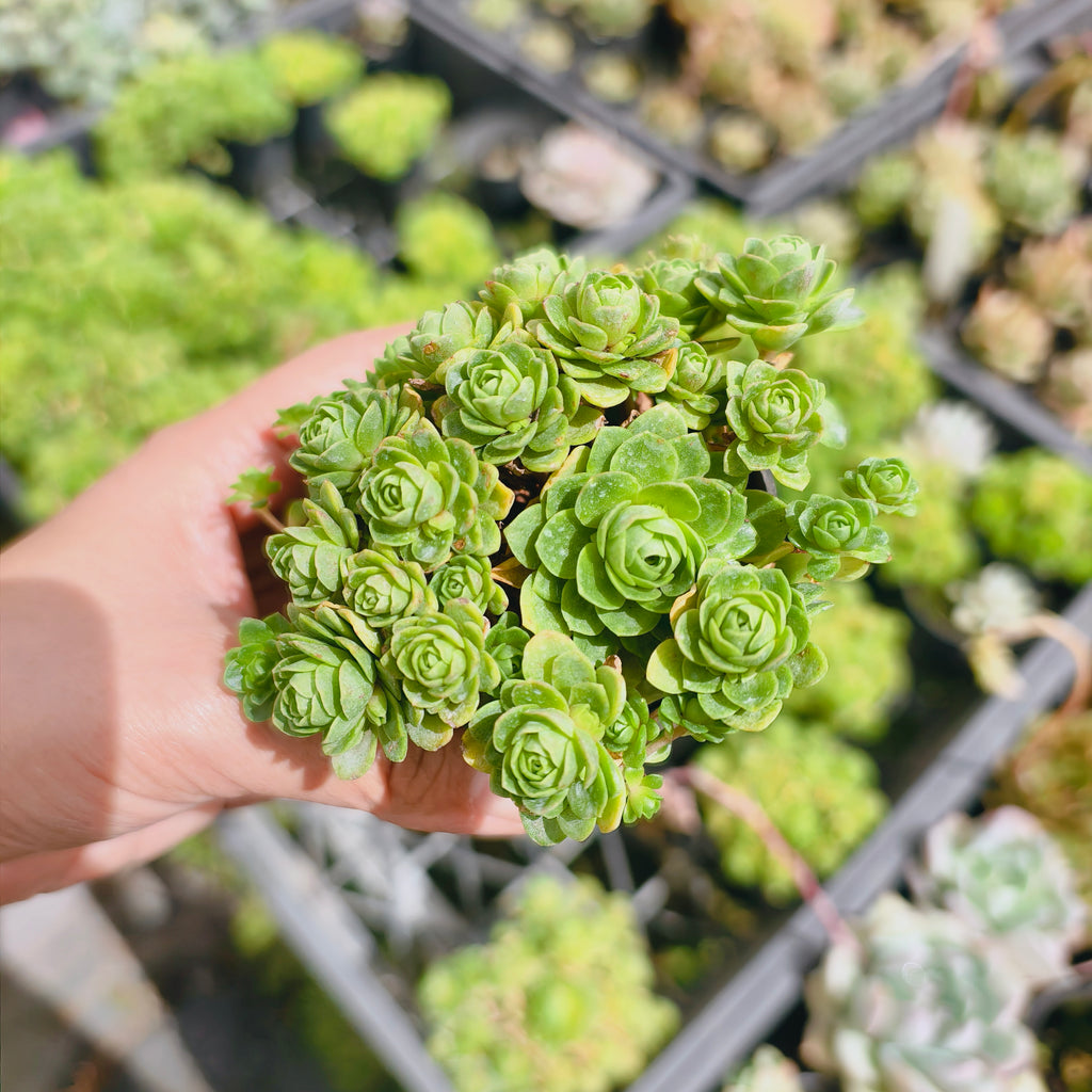 Greenovia Dodrentalis (CLUSTER)(reverted)