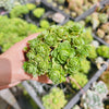 Greenovia Dodrentalis (CLUSTER)(reverted)