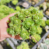[PACK of 10 PLANTS] x Greenovia Dodrentalis (CLUSTER)(reverted)