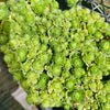 Greenovia Dodrentalis (CLUSTER)(reverted)