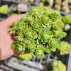 Greenovia Dodrentalis (CLUSTER)(reverted)