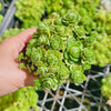 Greenovia Dodrentalis (CLUSTER)(reverted)