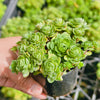 Greenovia Dodrentalis (CLUSTER)(reverted)