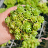 Greenovia Dodrentalis (CLUSTER)(reverted)