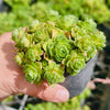 Greenovia Dodrentalis (CLUSTER)(reverted)