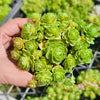 Greenovia Dodrentalis (CLUSTER)(reverted)