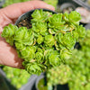 [PACK of 10 PLANTS] x Greenovia Dodrentalis (CLUSTER)(reverted)