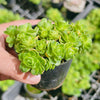 [PACK of 10 PLANTS] x Greenovia Dodrentalis (CLUSTER)(reverted)