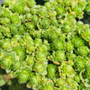 [PACK of 10 PLANTS] x Greenovia Dodrentalis (CLUSTER)(reverted)