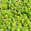 [PACK of 10 PLANTS] x Greenovia Dodrentalis (CLUSTER)(reverted)