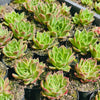[PACK of 10 PLANTS] x Echeveria 'Elizabeth'