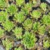 [PACK of 10 PLANTS] x Echeveria 'Elizabeth'