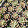 [PACK of 10 PLANTS] x Echeveria Purpusorum x Pubella