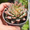 [PACK of 10 PLANTS] x Echeveria Purpusorum x Pubella