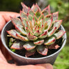 [PACK of 10 PLANTS] x Echeveria Purpusorum x Pubella