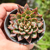 [PACK of 10 PLANTS] x Echeveria Purpusorum x Pubella