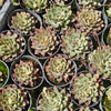 [PACK of 10 PLANTS] x Echeveria Purpusorum x Pubella