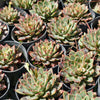 [PACK of 10 PLANTS] x Echeveria Purpusorum x Pubella