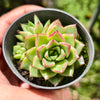 [PACK of 10 PLANTS] x Echeveria 'Dream Queen'(KRF)(w/pup)