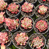 [PACK of 10 PLANTS] x Echeveria agavoides Floriana