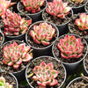 [PACK of 10 PLANTS] x Echeveria agavoides Floriana